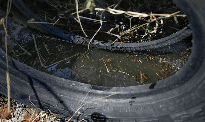 Mantienen 107 municipios presencia de dengue: Salud